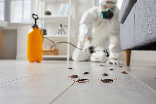 Commercial Kitchen Cockroach Control in Midland